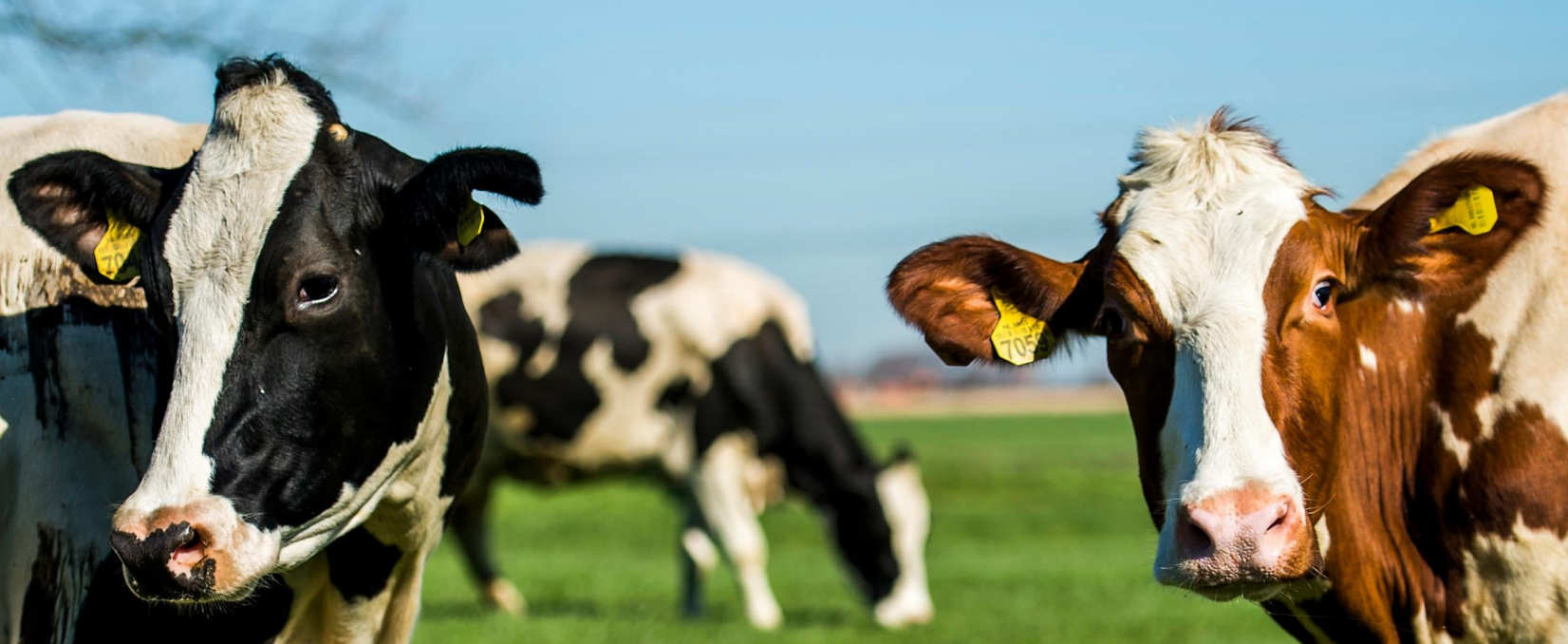 Welkom bij Veecomfort.nl